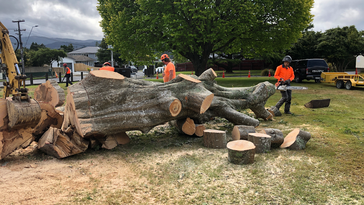 The crew dismantling a huge felled tree in a park