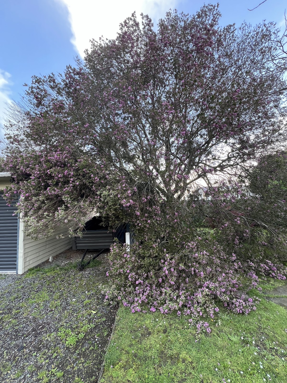 Storm-felled flowering tree collapsed onto a garage before the crew cleared it