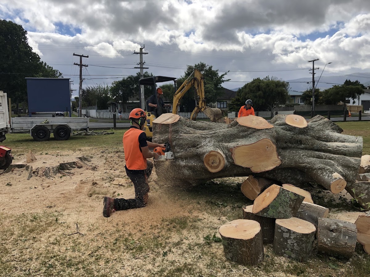 Arborist cutting a massive felled trunk with a chainsaw