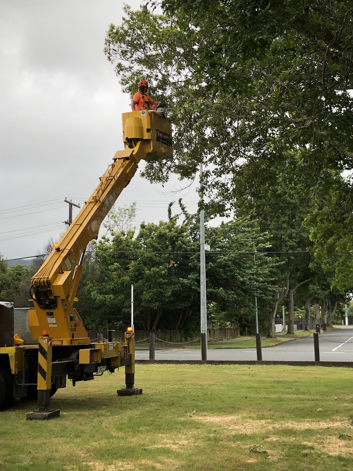 Arborist working from a cherry picker in the tree canopy
