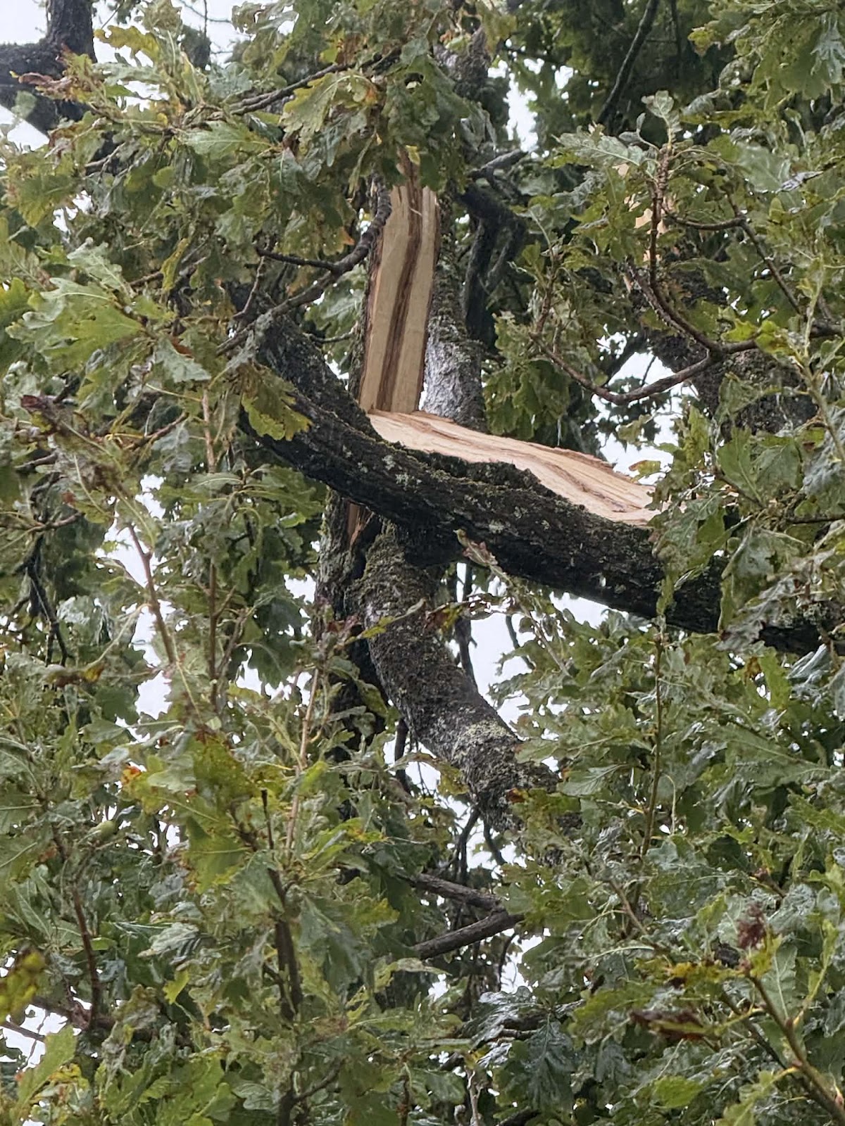 Storm-snapped oak limb hanging in the canopy