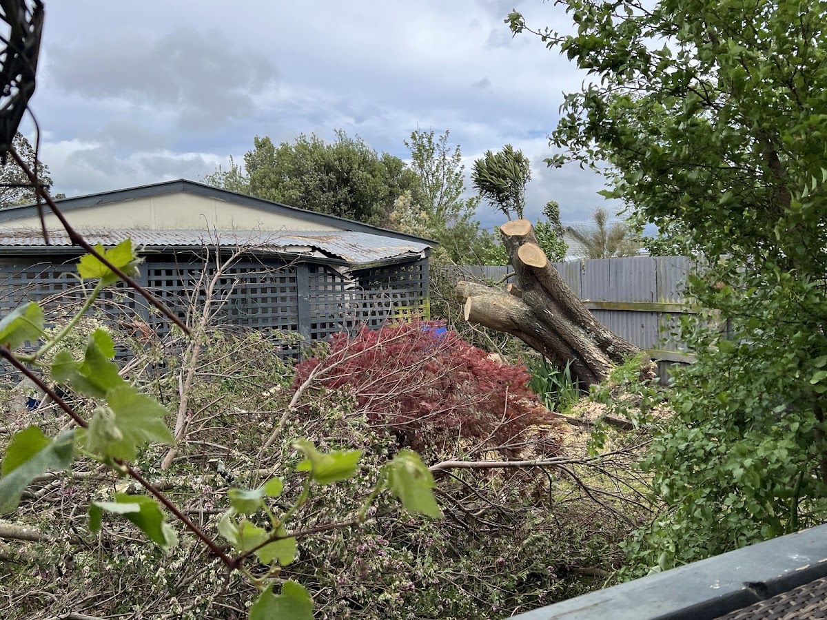 Storm damage cleanup with fallen branches beside a shed
